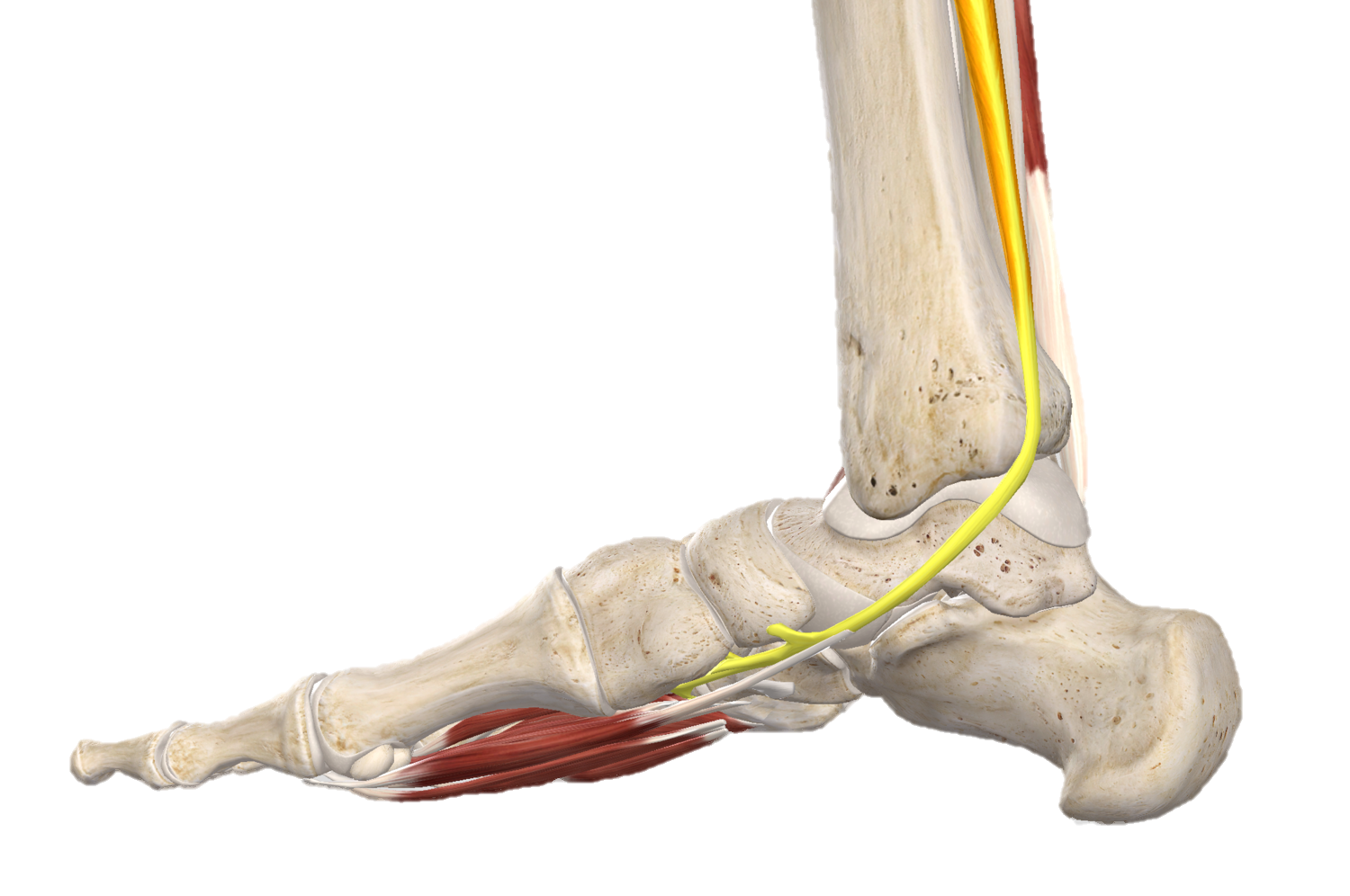 PTT Tendon Picture